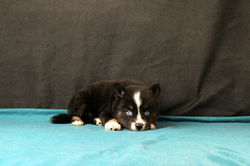 puppy, for, sale, Pomsky, Matthew B. Stoltzfus, dog, breeder, Gap, PA, dog-breeder, puppy-for-sale, forsale, nearby, find, puppyfind, locator, puppylocator, aca